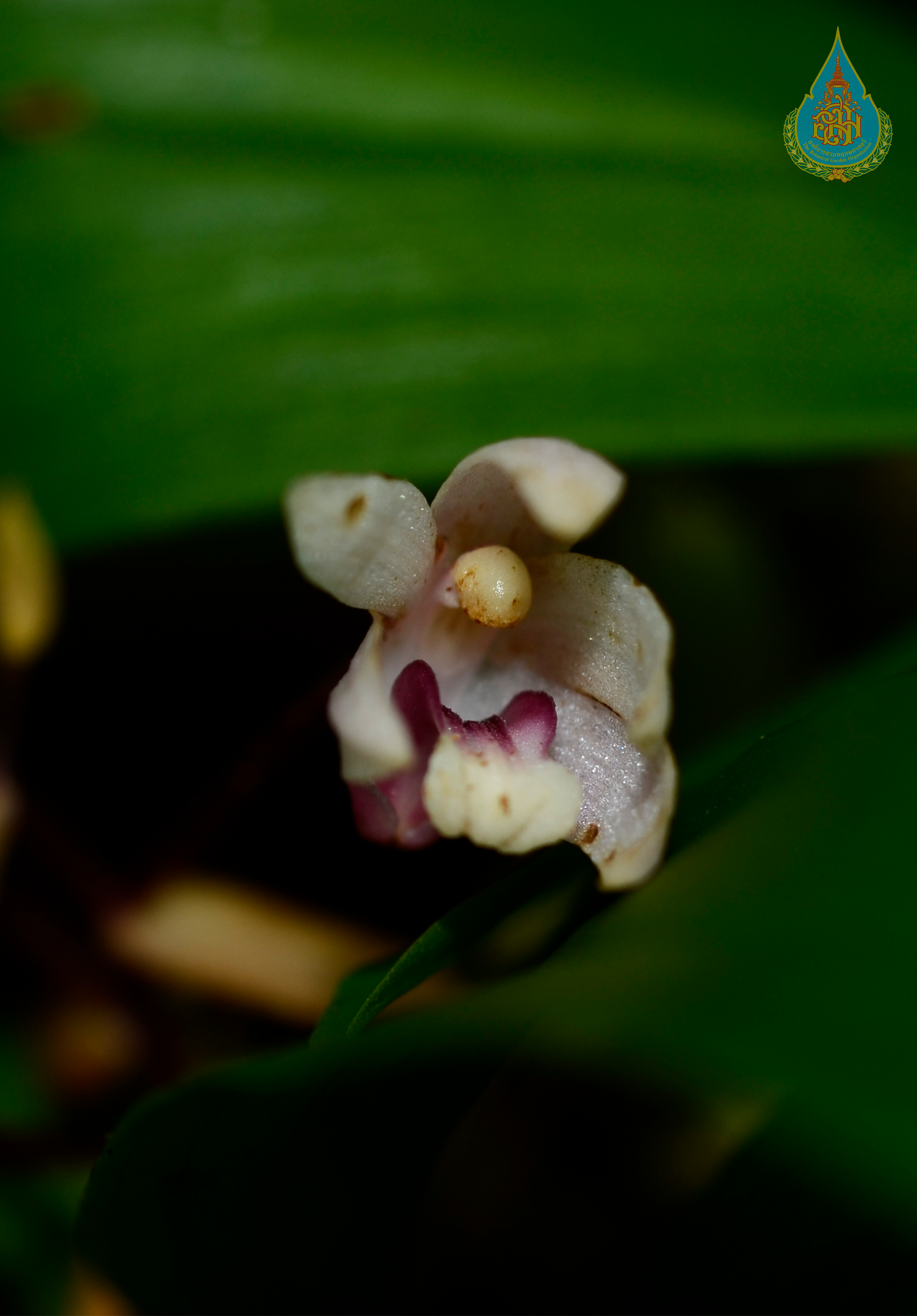 เอื้องแจกันตะวันตก Pinalia simplex (Seidenf.) Schuit.<br/>ORCHIDACEAE